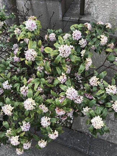 良い香り漂う沈丁花 チンチョウゲの花 フラワーライフ研究会 すまいのほっとライン