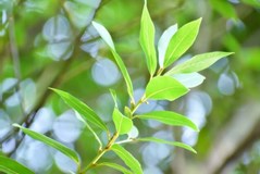月桂樹 ローリエ の育て方 月桂樹の植え付けや栽培方法や効能をまとめて紹介 すまいのほっとライン
