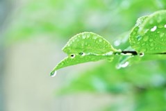 ヤスデは梅雨の時期に大量発生しやすい ヤスデ駆除して予防対策しよう すまいのほっとライン