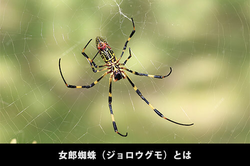 女郎蜘蛛の特徴 女郎蜘蛛 ジョロウグモ は毒を持っているの すまいのほっとライン