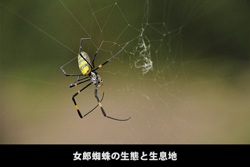 女郎蜘蛛の特徴 女郎蜘蛛 ジョロウグモ は毒を持っているの すまいのほっとライン