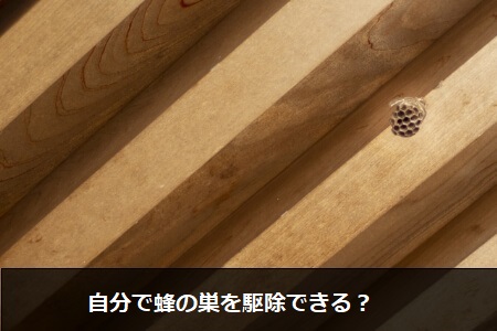 蜂を駆除する前に4種類の蜂の特徴について知っておこう!
