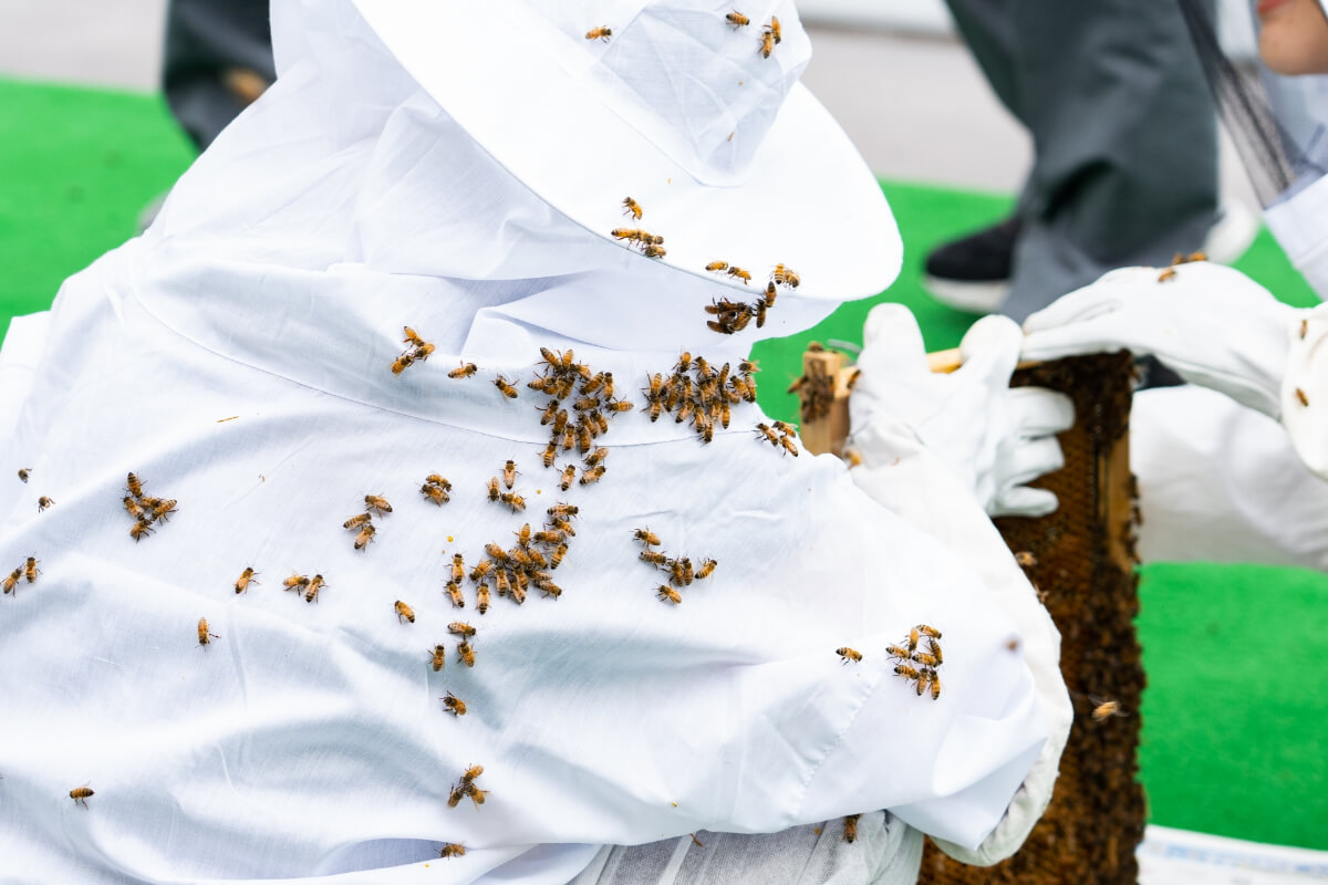 蜂を駆除する前に蜂に刺されたら起きる!?恐ろしいショック