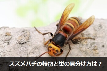 スズメバチの外見と特徴