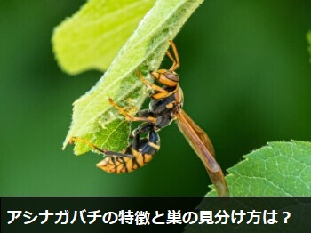 アシナガバチの特徴と巣の見分け方