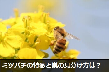 ミツバチの特徴と巣の見分け方