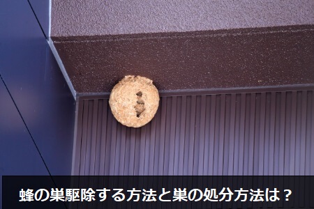 蜂の巣は自分で駆除できる?自分で駆除できるか判断基準を知ろう!