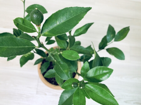 レモンの木育てから剪定方法のまとめ レモン 檸檬 の木は育てやすく人気の種類です すまいのホットライン