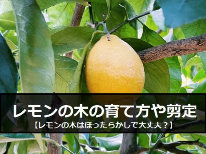 レモンの木育てから剪定方法のまとめ レモン 檸檬 の木は育てやすく人気の種類です すまいのホットライン