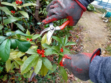 剪定後の切り口には癒合剤が必須 癒合剤の使い方や自作の癒合剤についてまとめて紹介 すまいのホットライン