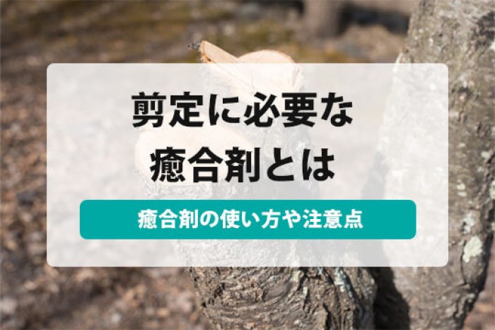 剪定後の切り口には癒合剤が必須 癒合剤の使い方や自作の癒合剤についてまとめて紹介 すまいのホットライン