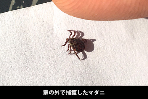 マダニ刺され 症状: マダニ 初期症状 | 飼い主が知っておきたい猫に寄生するダニのこと – LDECC