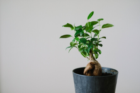 失敗しないガジュマルの植え替え時期から方法のまとめ 根腐れや根詰まりに注意 すまいのホットライン