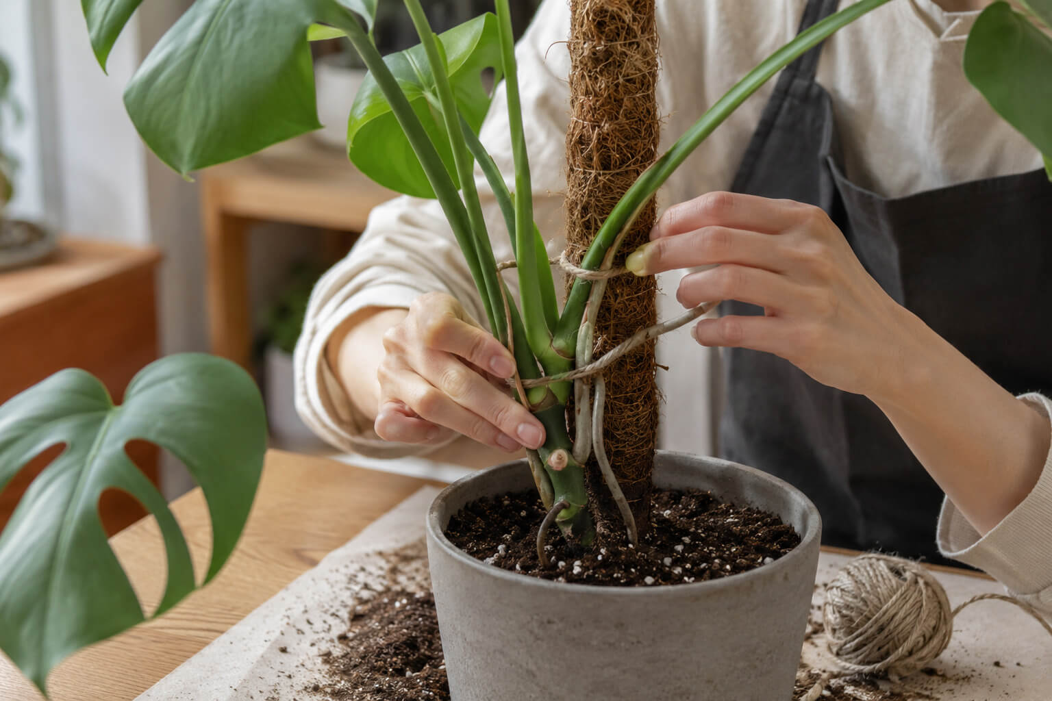 モンステラの植え替え方法｜時期・土・鉢選びと失敗しない手順｜すまい 