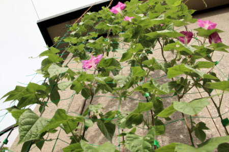 夏のガーデニングに適した植え時カレンダー(6月〜8月)