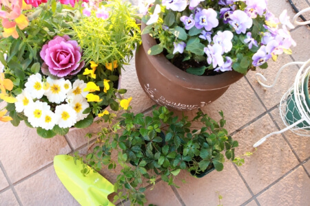 夏に花を植えることで得られる4つのメリット