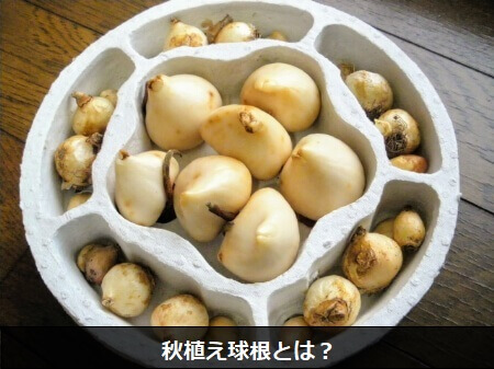 秋植え球根とは?