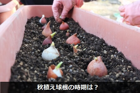 秋植え球根の植え付け方法