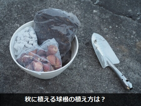 秋に植えるおすすめの球根13品種