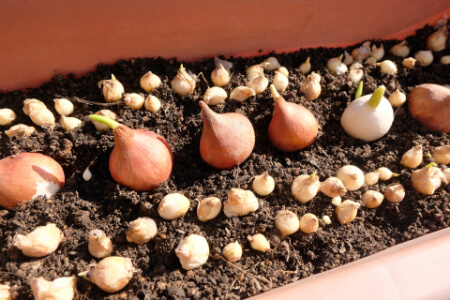 ムスカリの球根の正しい植え方｜選び方・増やし方・開花後の管理を