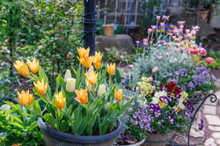 チューリップの鉢植え｜球根の植え方から失敗しない育て方を解説【動画