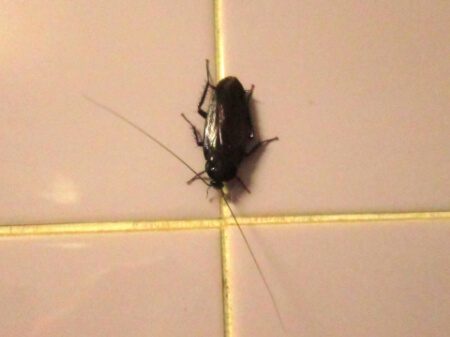 クロゴキブリの特徴と見分け方