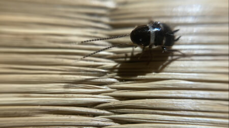 クロゴキブリの幼虫