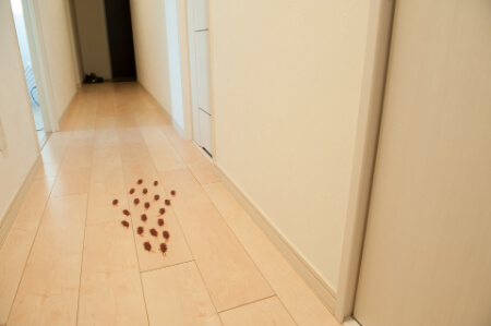 クロゴキブリが家に出る理由と侵入経路