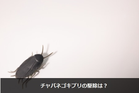 チャバネゴキブリの特徴は チャバネゴキブリ一匹だけ駆除しても安心しないで すまいのホットライン