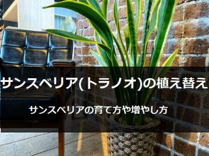 サンスベリア トラノオ の植え替え時期は 失敗しない植え替えや株分けする方法 すまいのホットライン