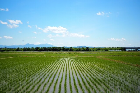 益鳥(いい鳥)だったムクドリが害鳥になった悲しい理由