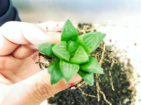 挿し木のやり方・適した時期|挿し木できる植物やできない植物も解説|すまいのホットライン