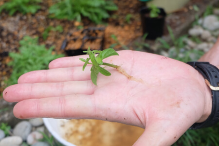 挿し木とは 挿し木する時期からやり方を紹介 挿し木できる植物やできない植物も解説 すまいのホットライン