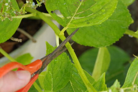 挿し木とは 挿し木する時期からやり方を紹介 挿し木できる植物やできない植物も解説 すまいのホットライン