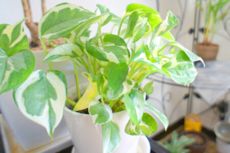 挿し木とは 挿し木する時期からやり方を紹介 挿し木できる植物やできない植物も解説 すまいのホットライン