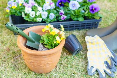 株分けできる植物は?