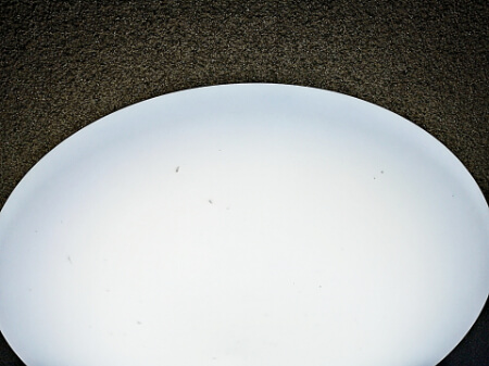 羽虫が家に大量発生する原因