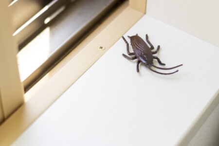 ゴキブリの生態や侵入経路は?