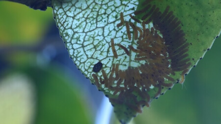 庭木の消毒方法 植木や庭木を消毒する時期や薬剤の選び方を紹介 すまいのほっとライン