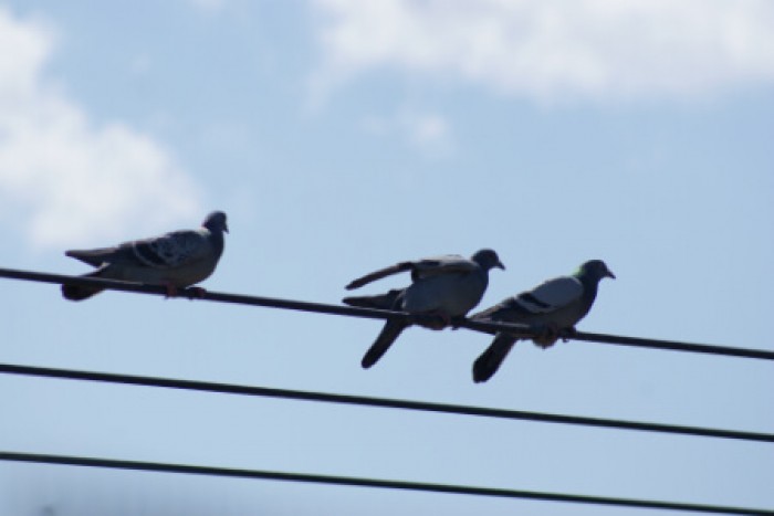 鳩 トップ 対策 グッズ