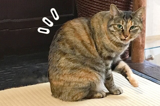カイロプラクティックの効果はどんなものがあるの?