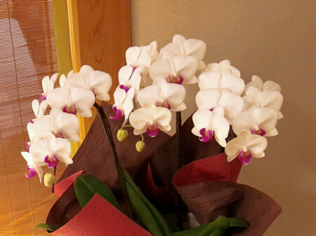 胡蝶蘭の植え替えが必要な理由は？