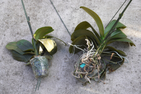 胡蝶蘭を植え替える方法