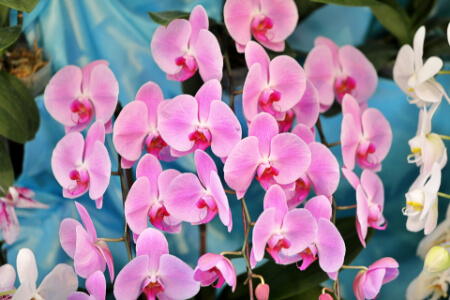 胡蝶蘭の植え替えは開花中にしていい？