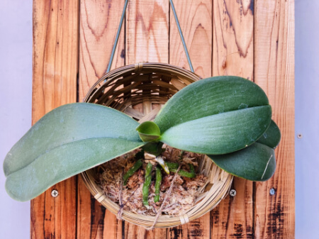 胡蝶蘭の植え込みに使う水苔とバークの違い