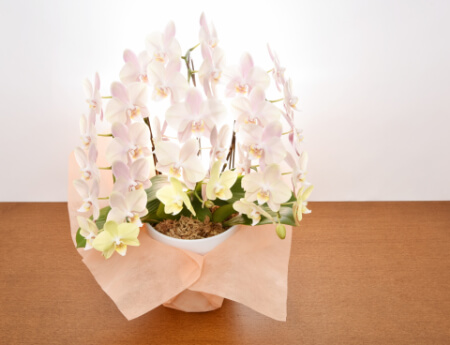 植え替え後の胡蝶蘭の管理方法