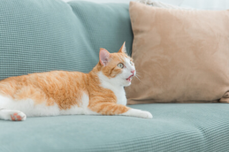 猫のノミ対策アイテムの種類と特徴