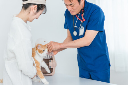 猫のノミ対策におすすめの市販薬とスプレー