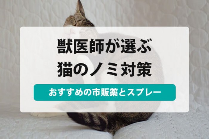 猫 ノミ