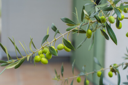オリーブの鉢植え栽培が人気の理由は?